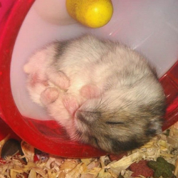 An image depicting a little hamster asleep at the bottom of his hamster wheel as a crude metaphore for programmer burnout